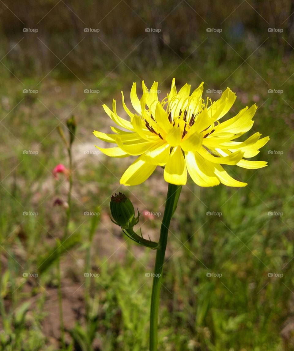 flower