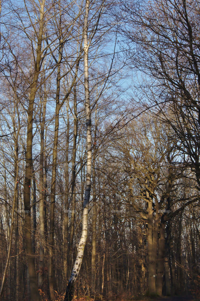 Trees in the light of a winter afternoon