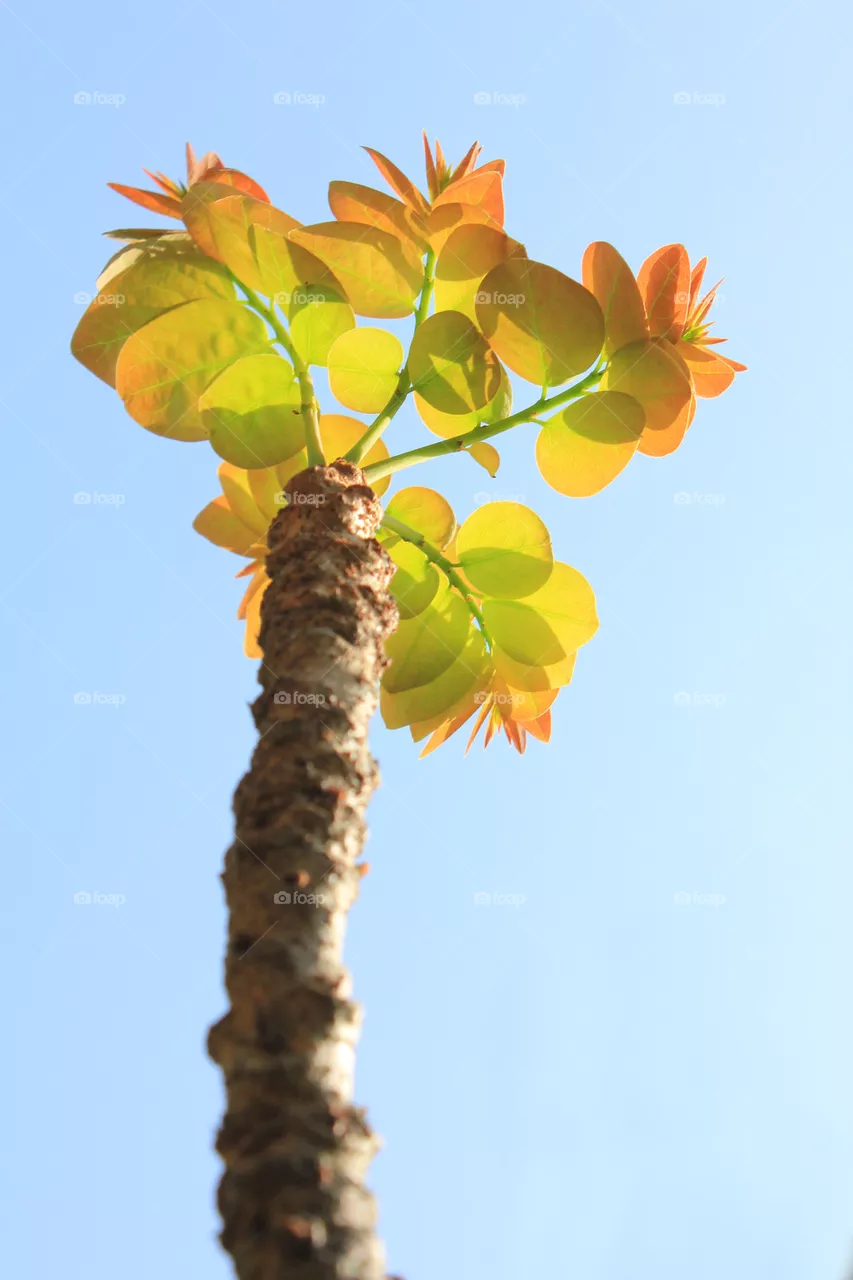 Top