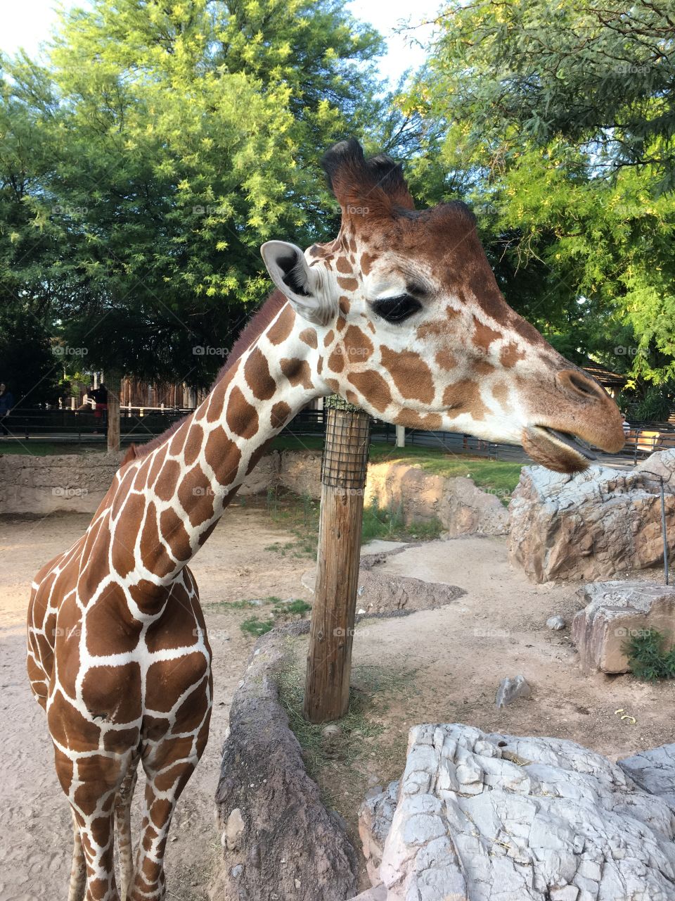 Feeding the giraffes at the Reid Park Zoo in Arizona. Great pattern on the animal, looked very peaceful amongst the green trees in the background. 