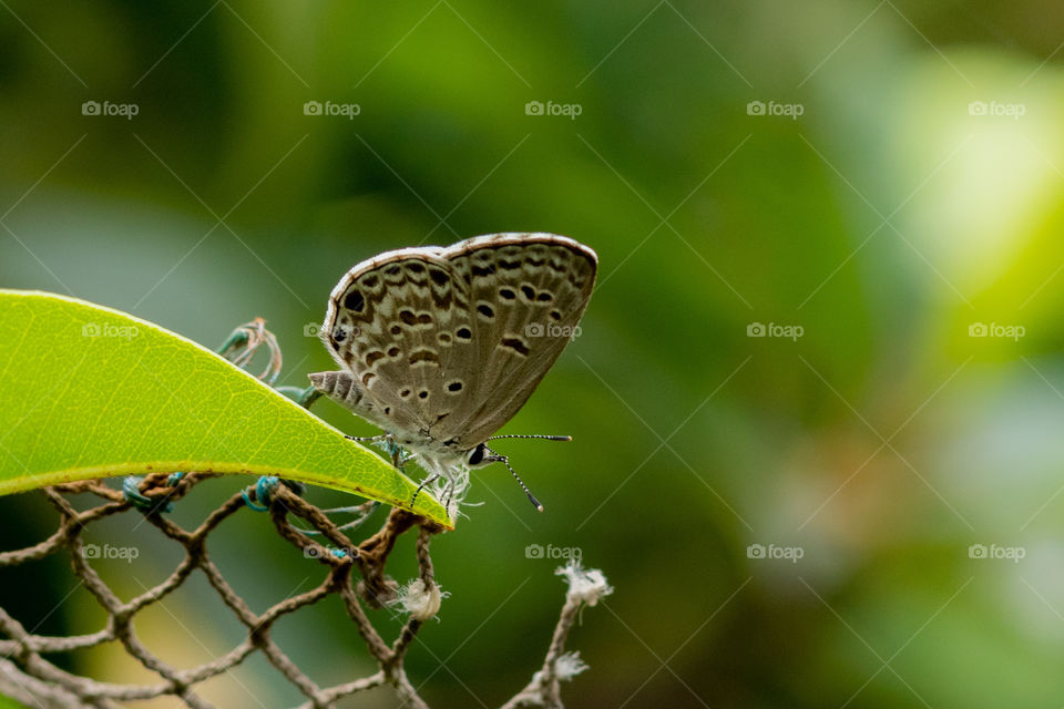 Beautiful Moth