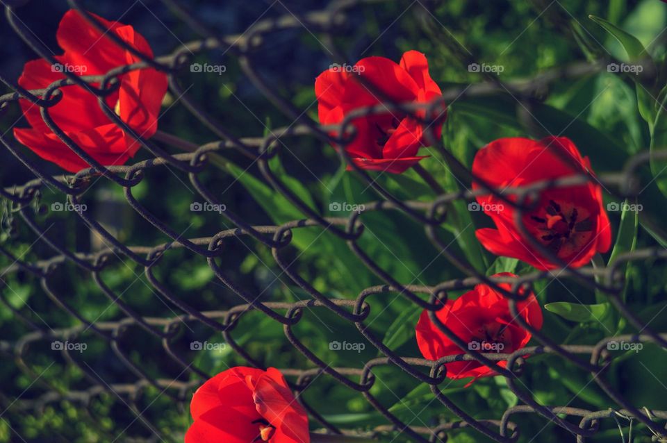 red tulips on a green background grow behind a mesh netting