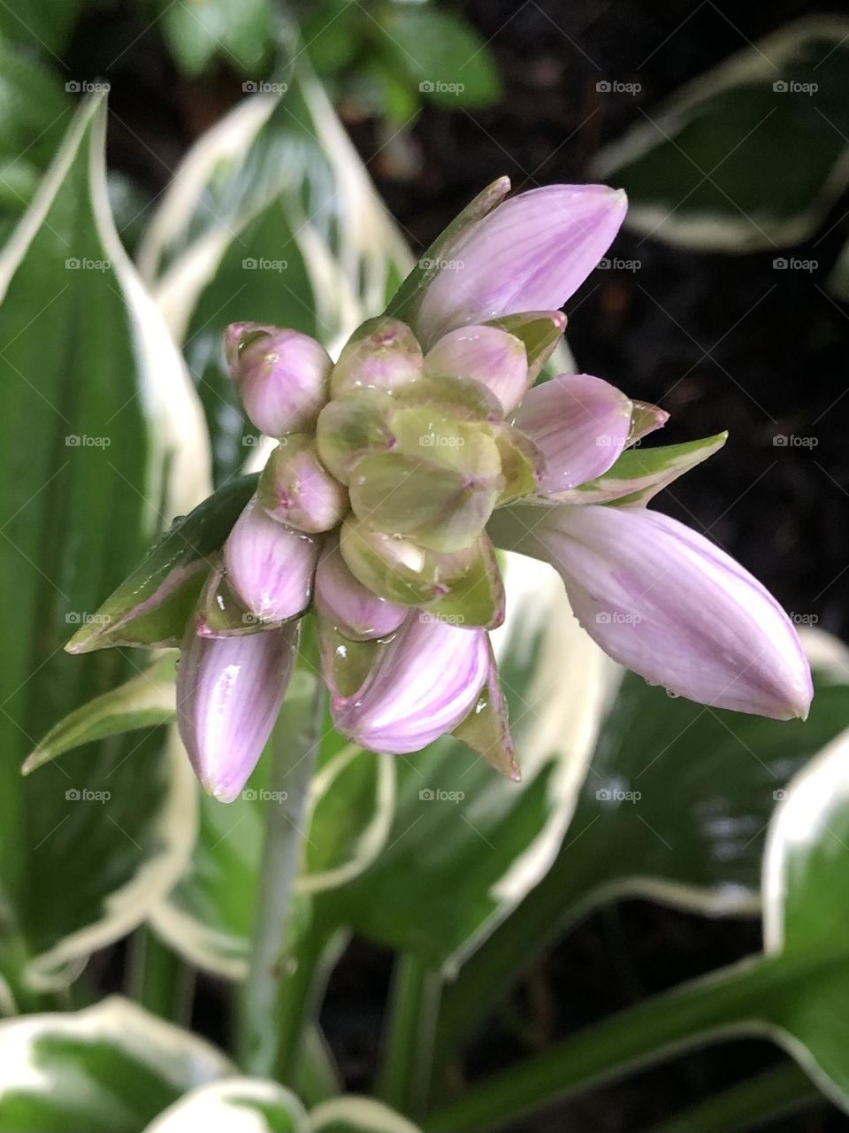 Hosta flower