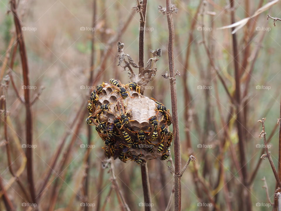 Wasp on nest