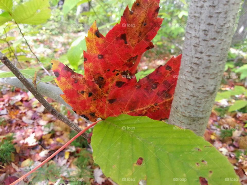 Colorful autumn leaves gather in a tree trunk when falling.