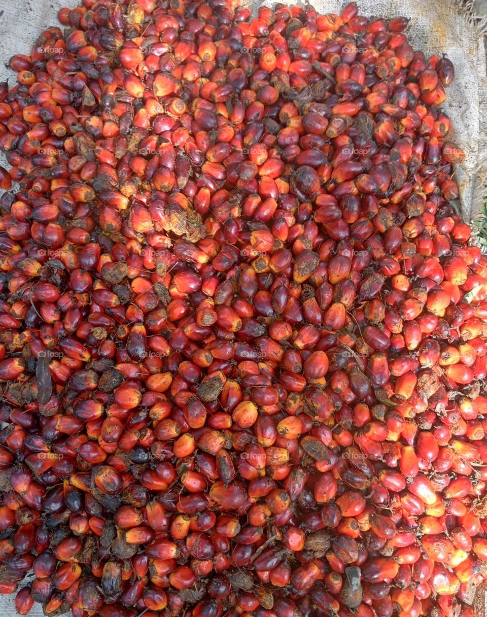 Pile of freshly harvested palm fruits.