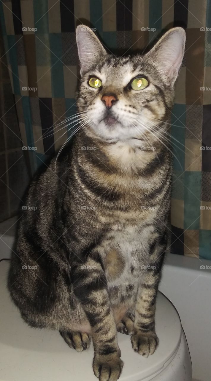 cat cat on toilet