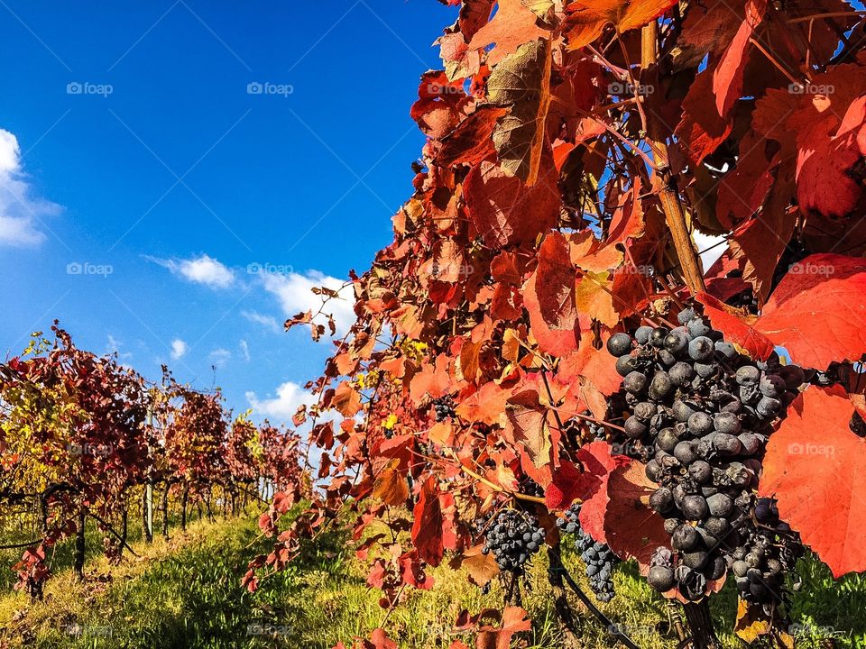 Vineyard in autumn