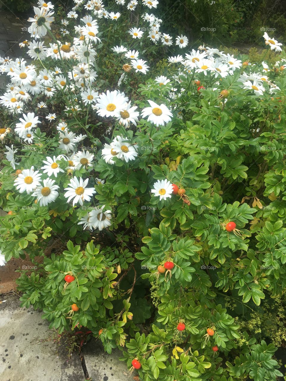 Daisies and shrubs 
