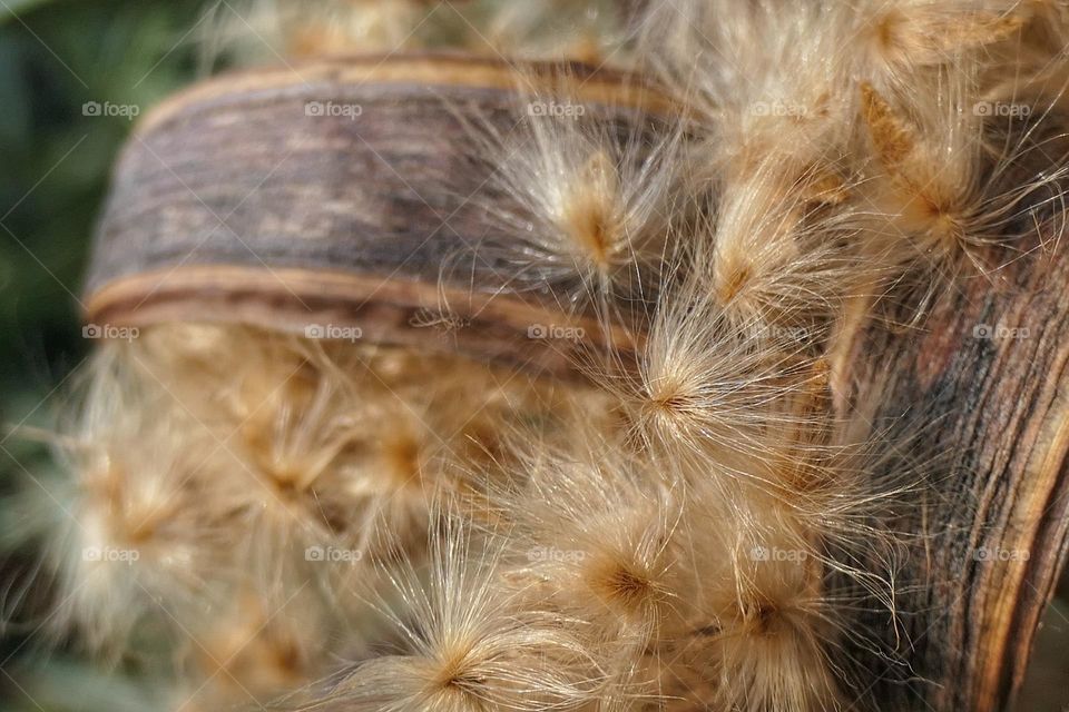 Seeds of a plant