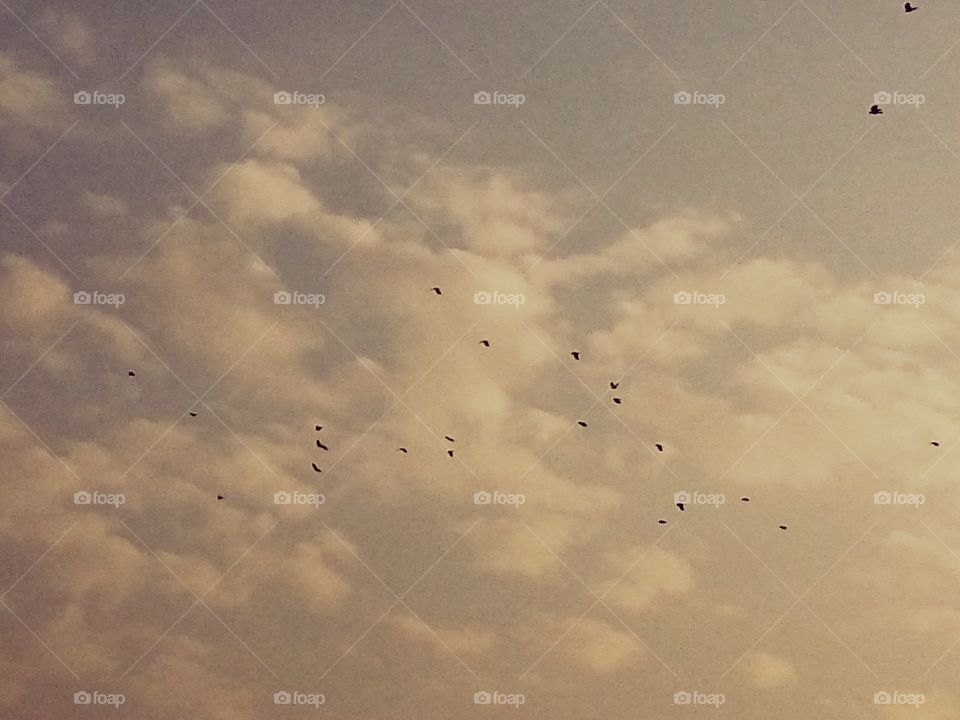 cloudy sky with birds.