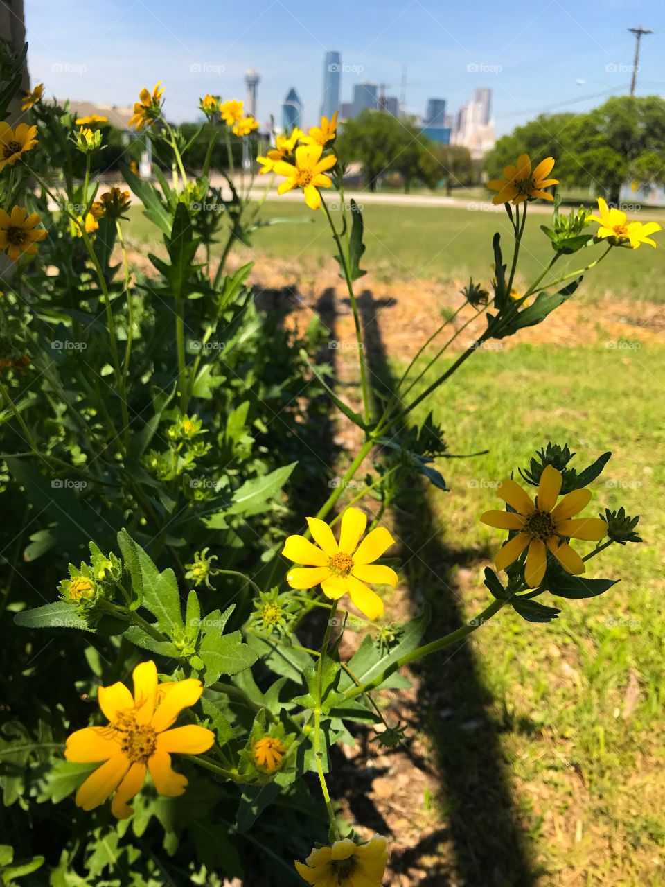 Dallas flowers