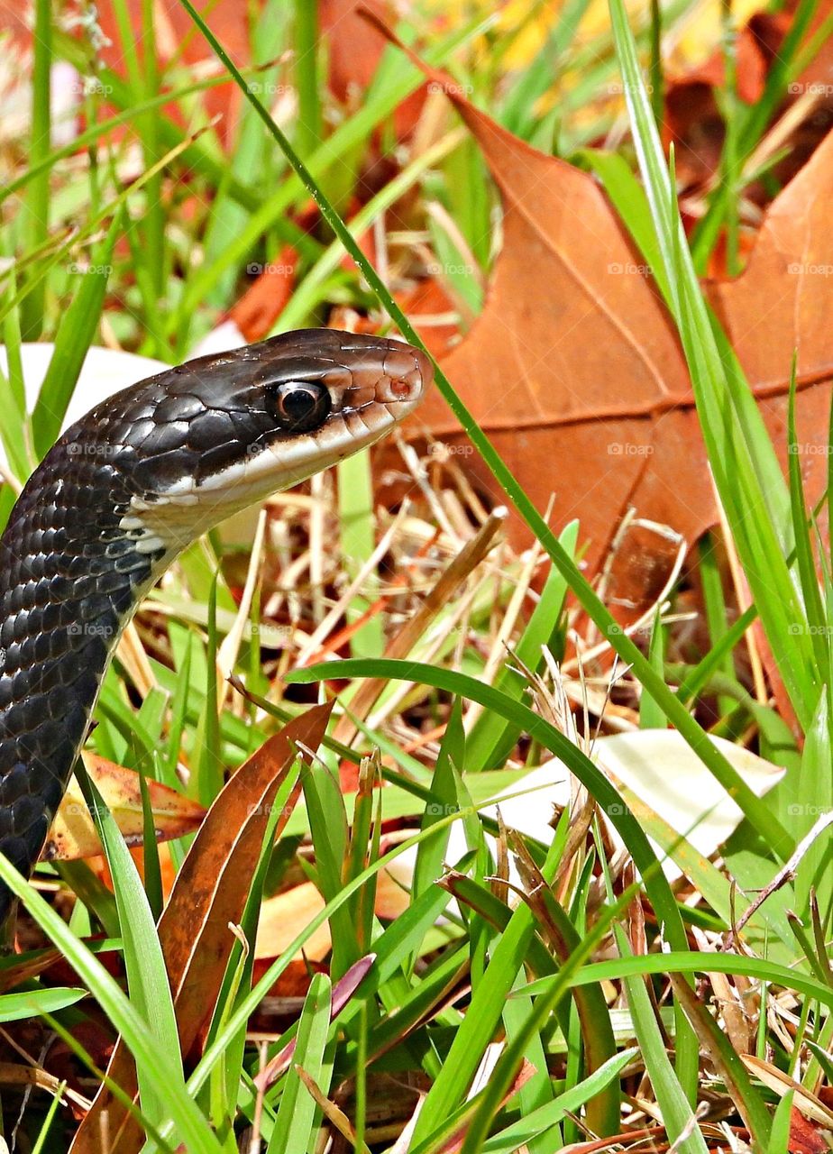 Best Macro Shot - A Black Racer Snake out of hibernation slithers across the grass on the hunt for food.  The black racer snake in North America does occasionally kill and eat other snakes.