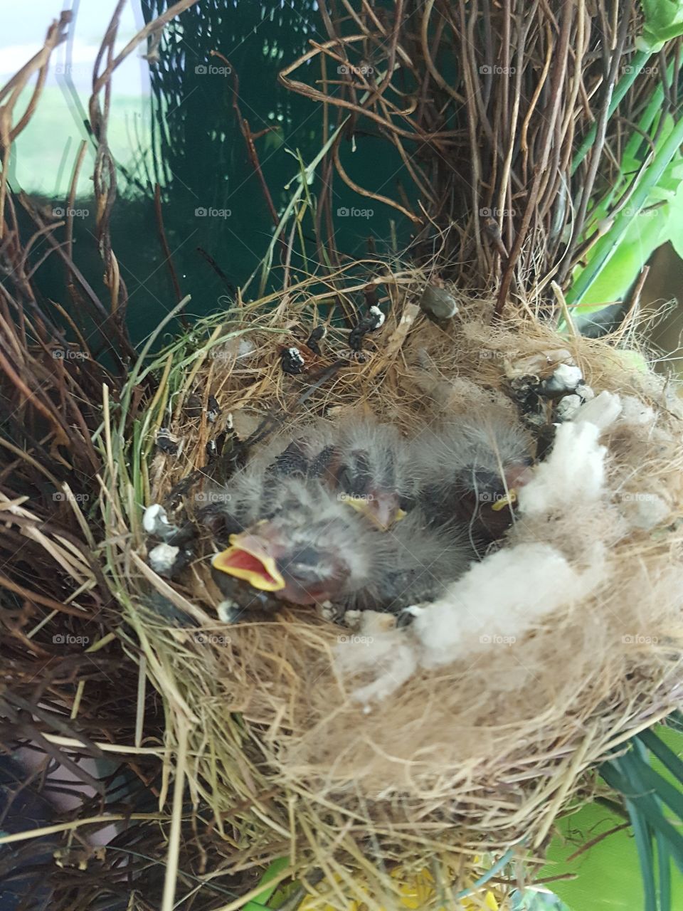 newly hatched birds