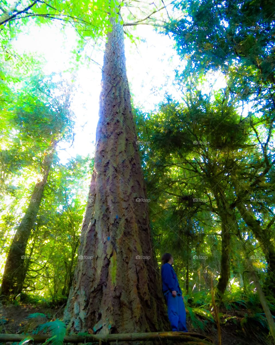 Hiking in the forest outside Portland Oregon