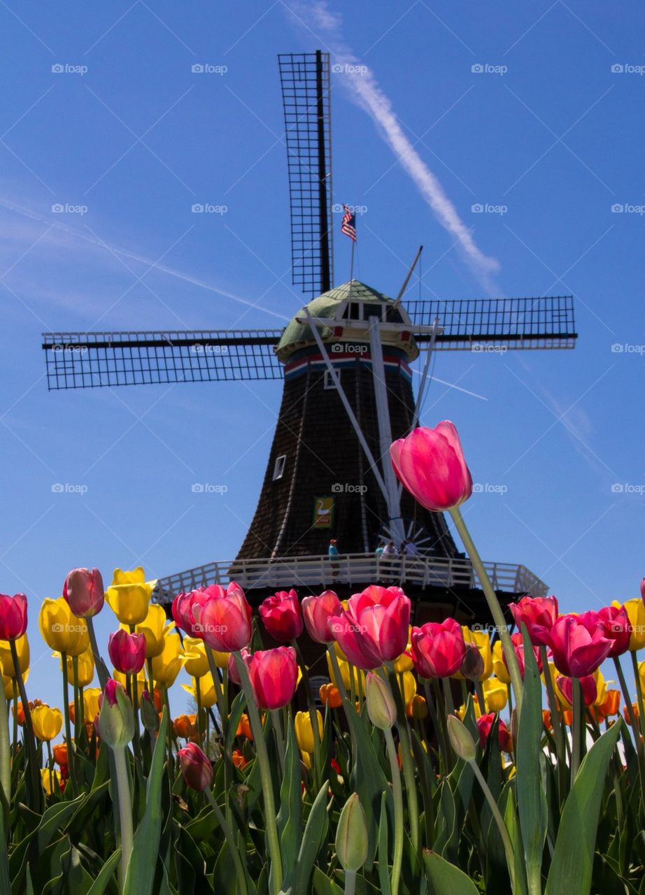 Tulip Time