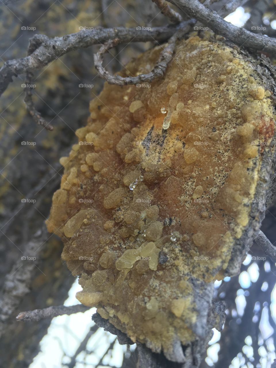 Close up tree sap