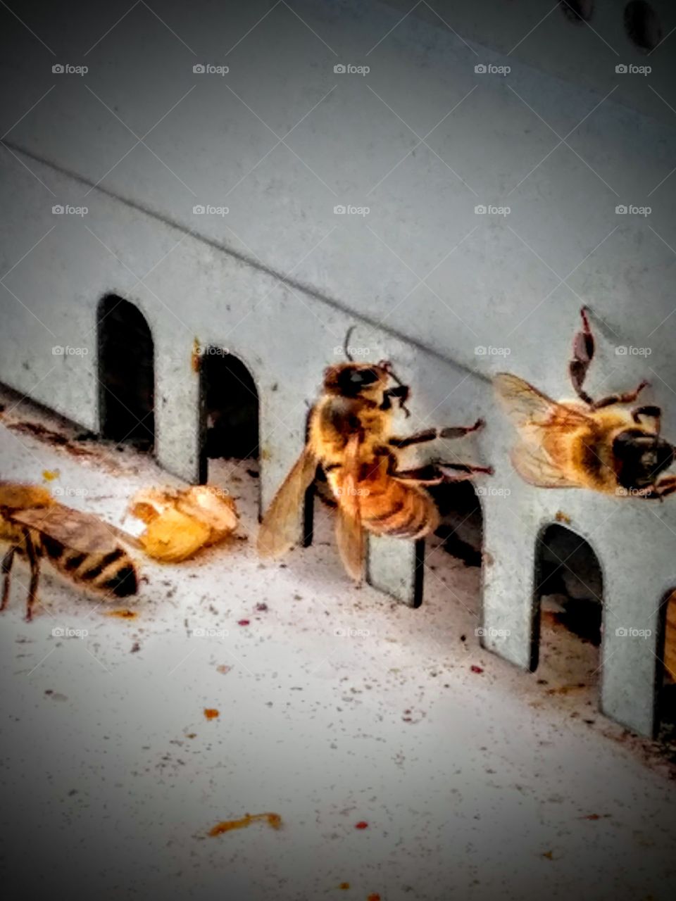 bumble bees hard at work