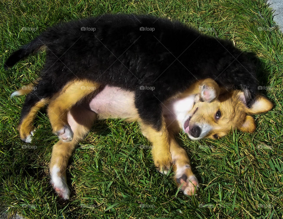 brincadeiras de cachorrinhos #dog #cachorrinhos #filhotes