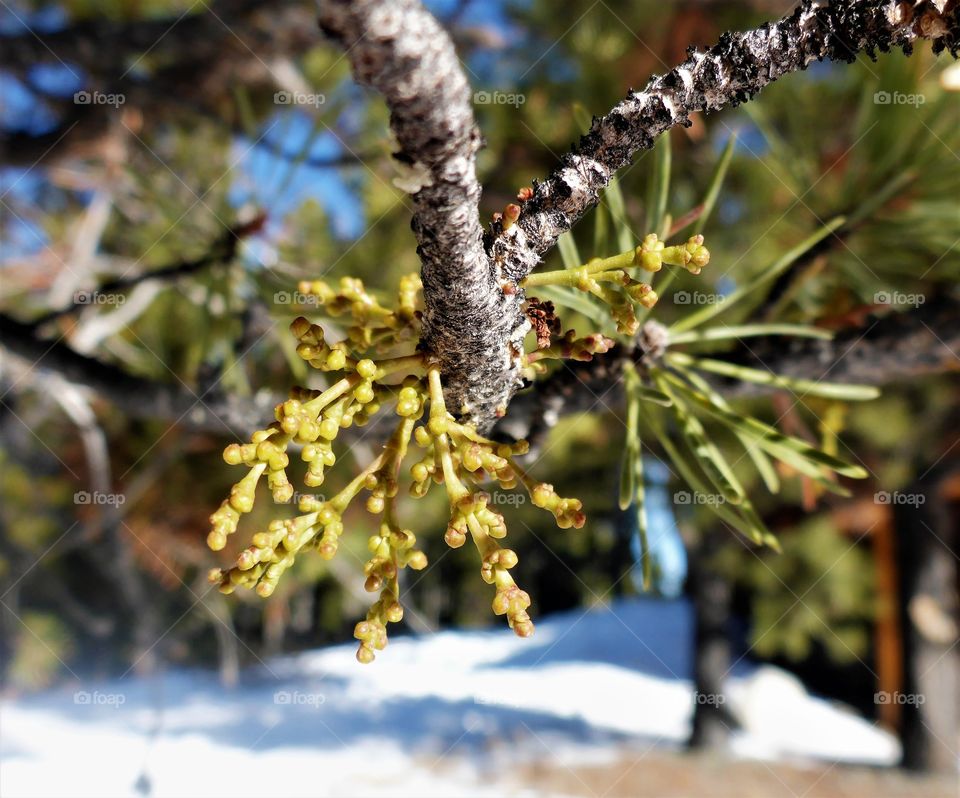 Spring growth