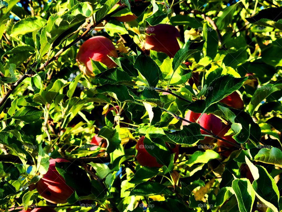 plant part/ fall Apple tree Harvest