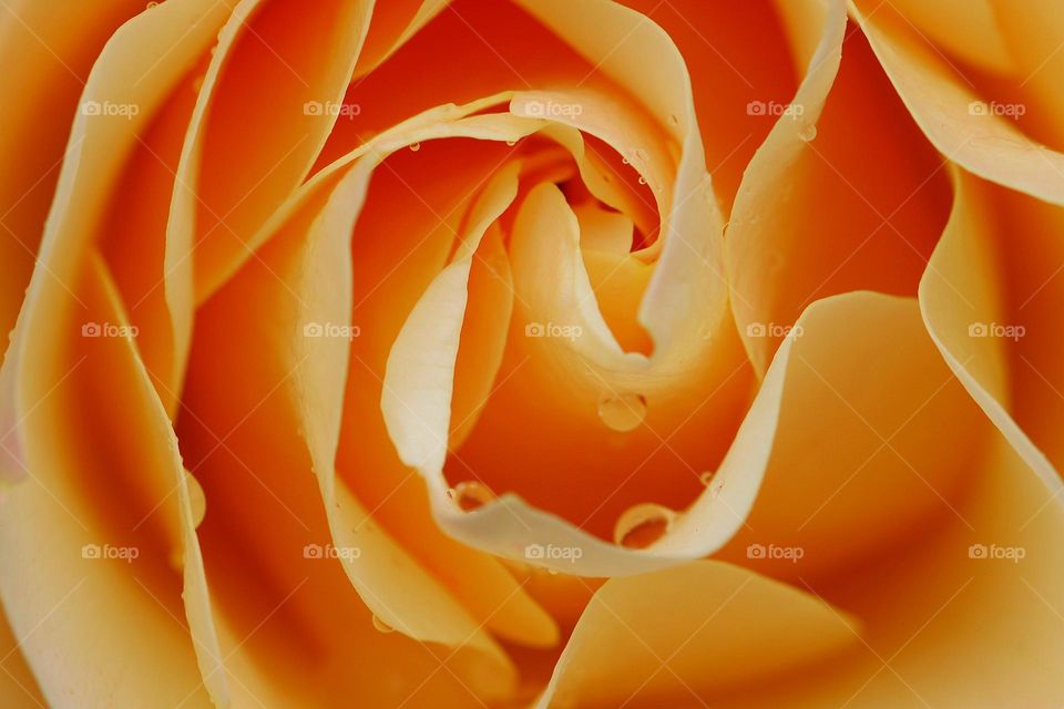 Rose in Orange