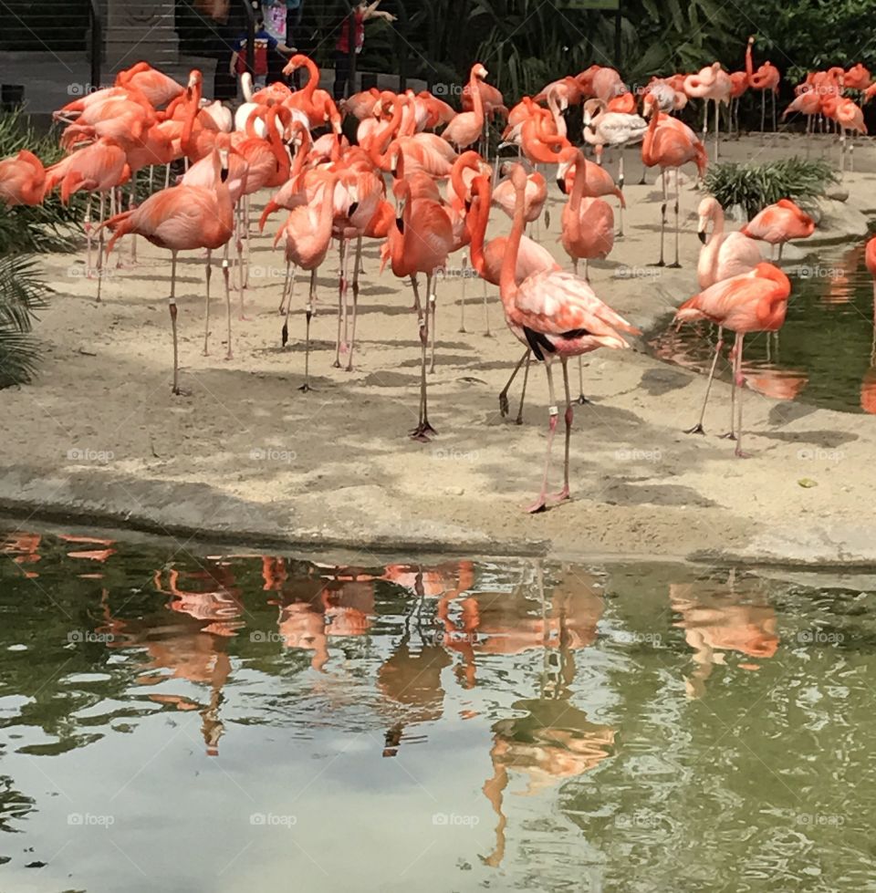 Flamingo road