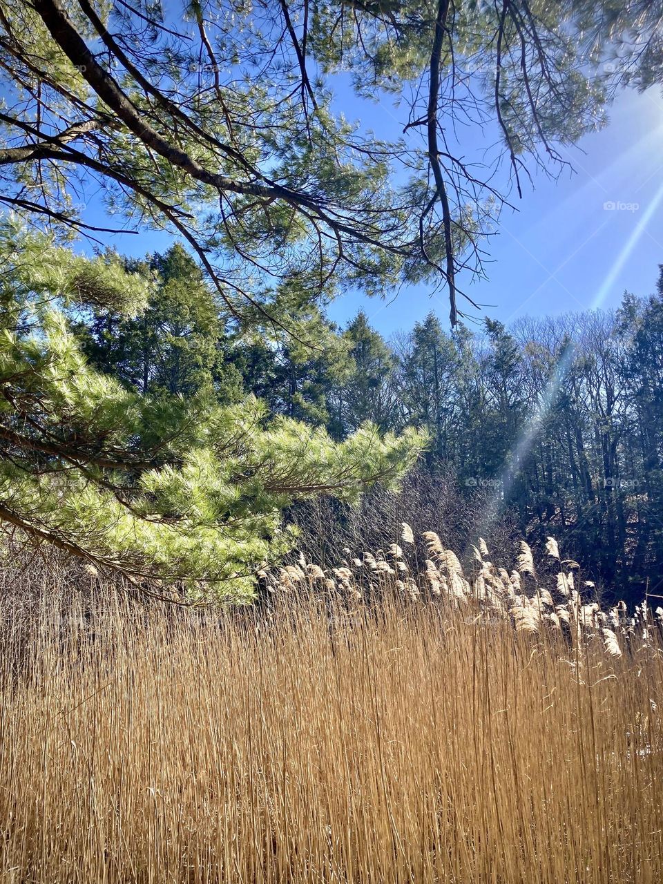 The spring sun shining down