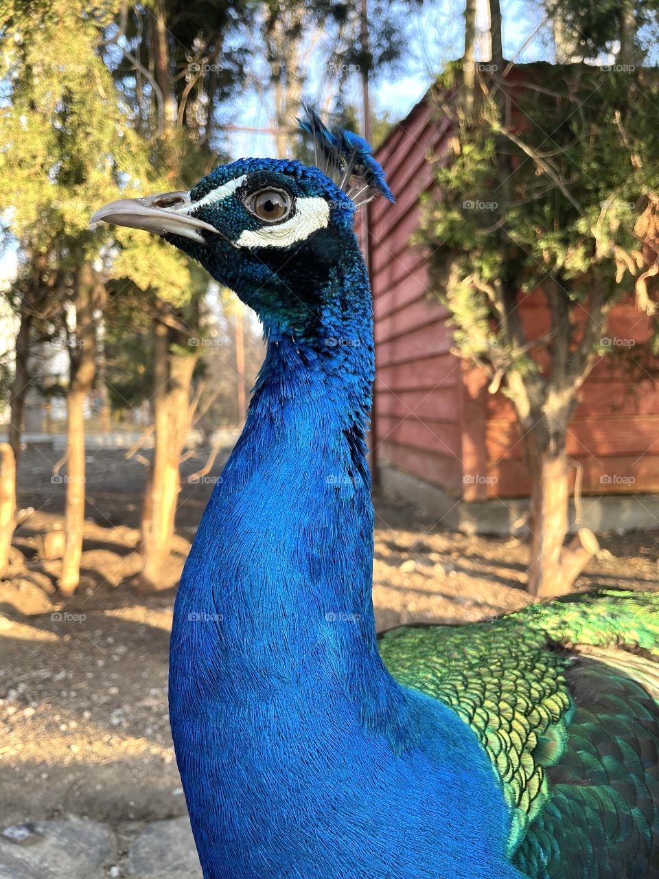 Peacock 🦚