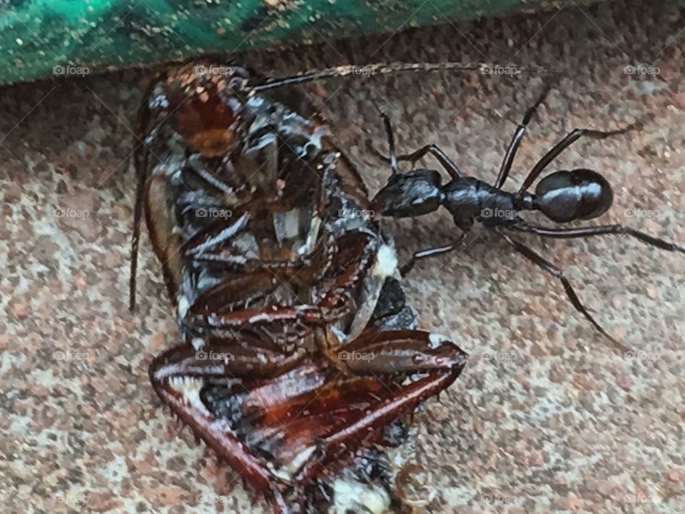Black ant dragging dead cockroach