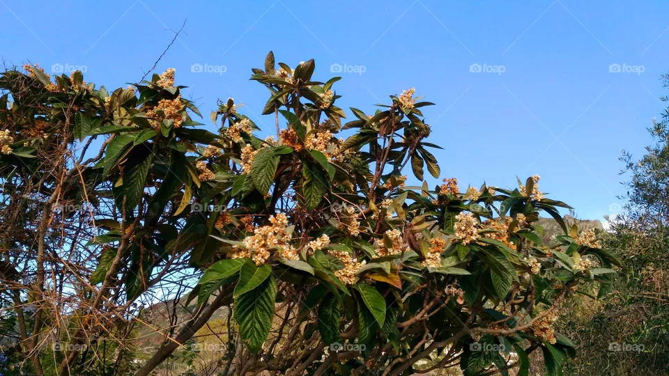 A medlar tree in full blossom in October on the Italian island of Ischia