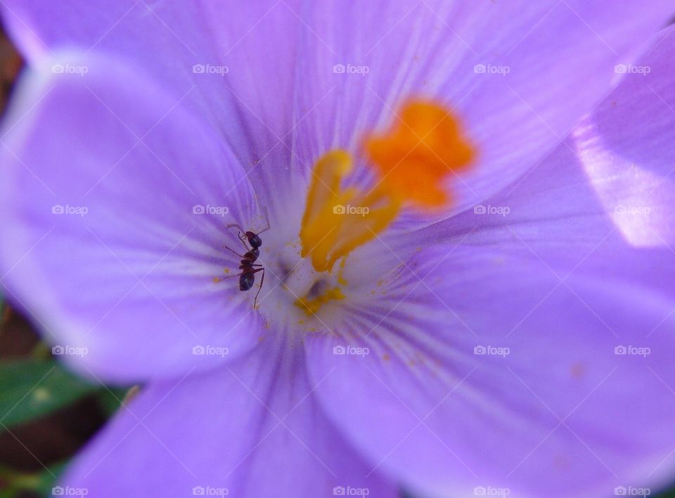 Ant in crocus