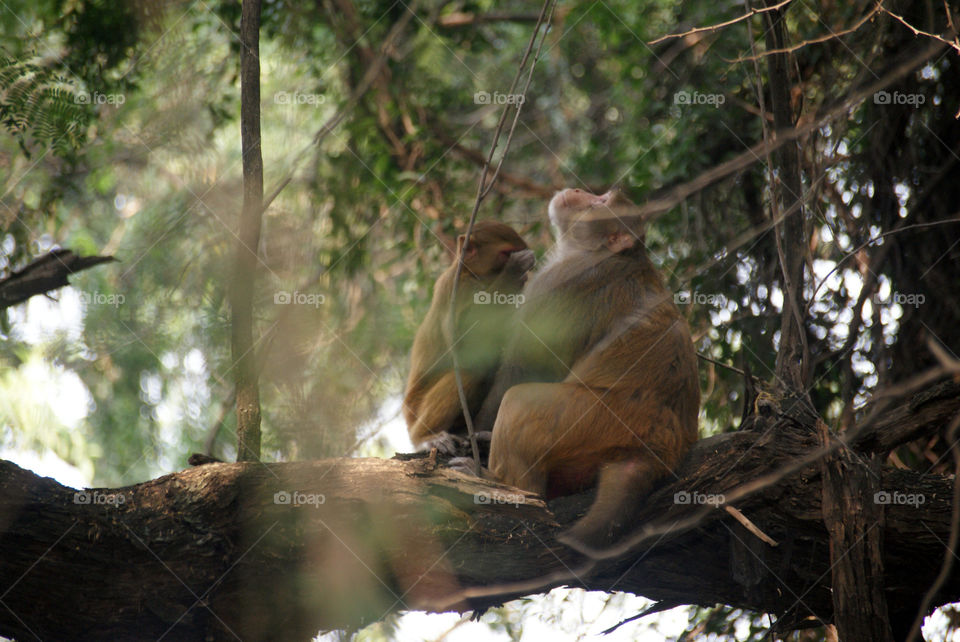 Two monkeys on a tree branch, gossiping about the world.