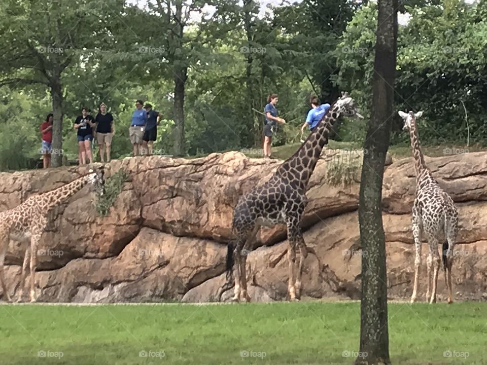 Three giraffes being fed by volunteers at the Nashville Zoo