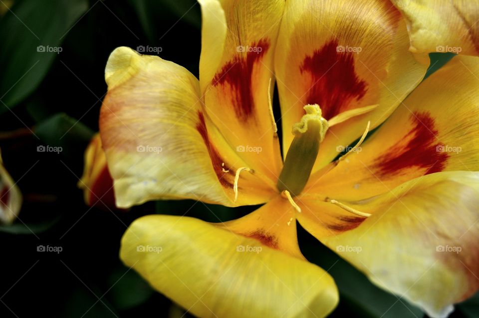 High contrast picture of a big, yellow flower with some red spots
