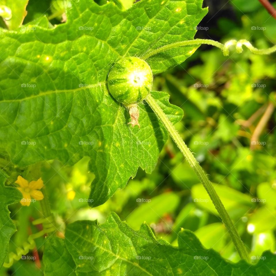 green fruit on the park