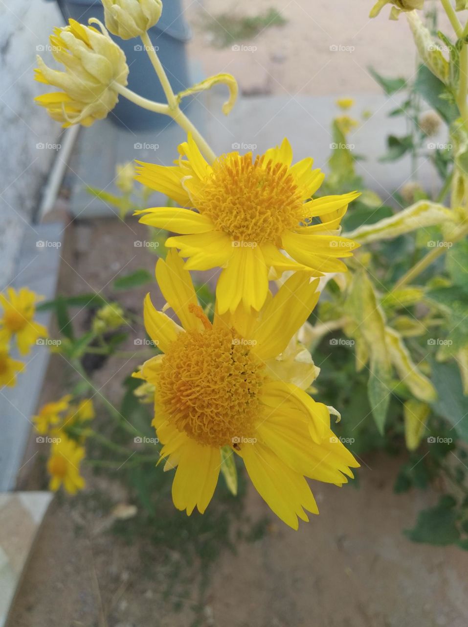 sunflower yellow fresh seasonal looking very beautiful generally found everywhere