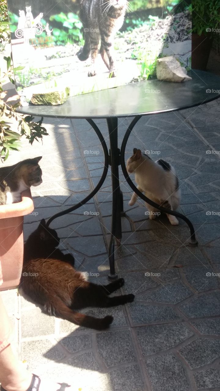 cat sanctuary Rome