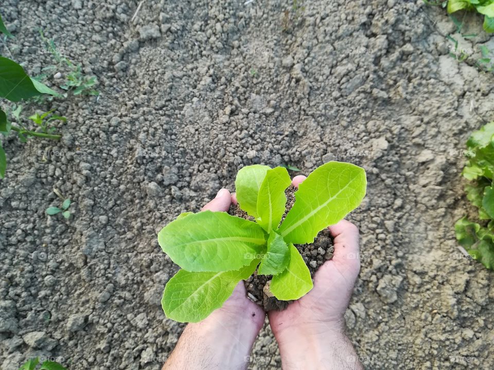 The salad from my garden