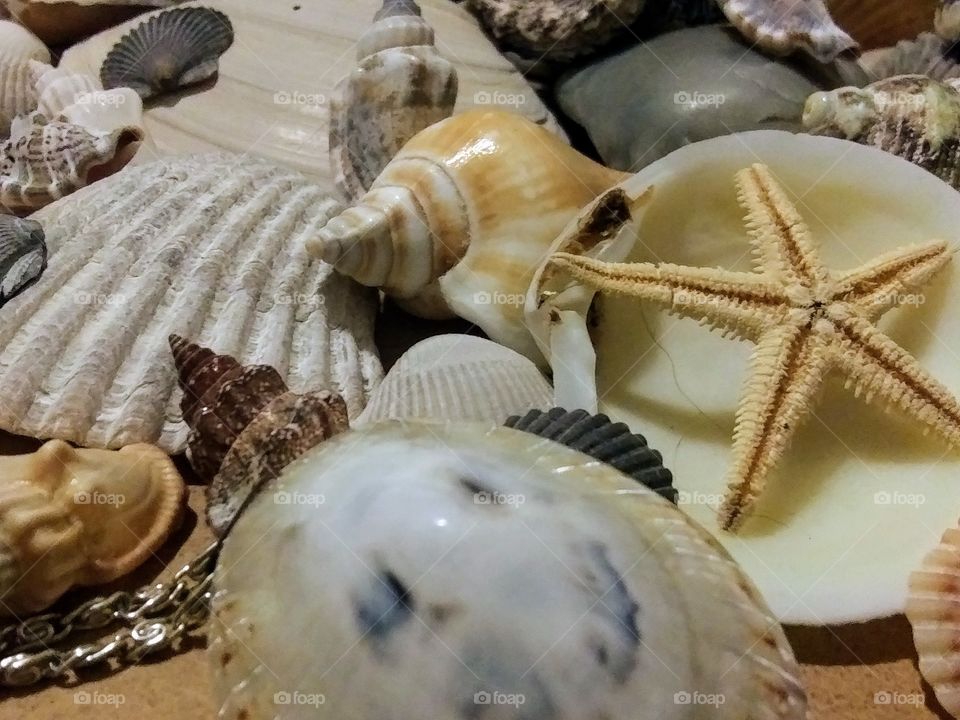 collection of sea shells