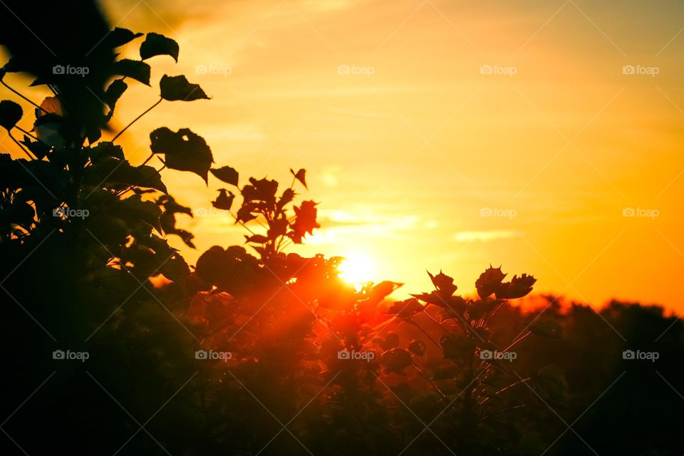 Beautiful scenery of sunset with sun ray and silhouette of some trees