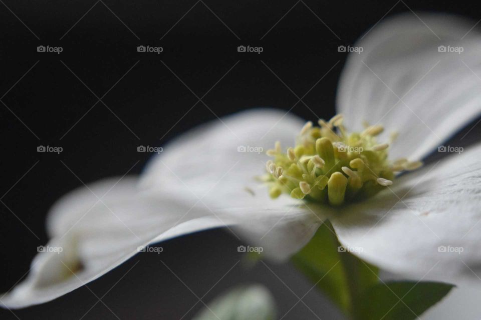 Dogwood Flower