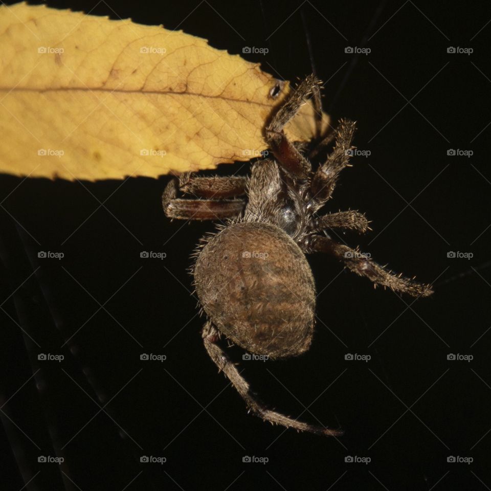 Spider hanging on to an autumn leaf 