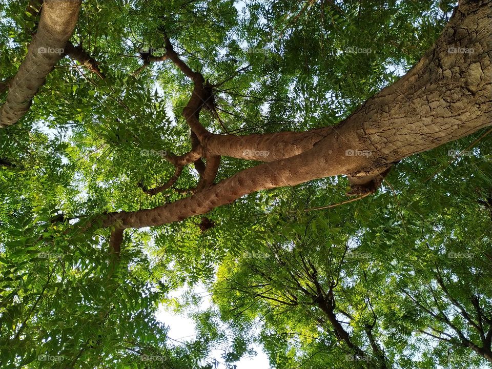 Green Neem leave tree crown and branches against the sky