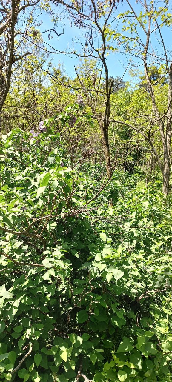 Miracle Nature picture