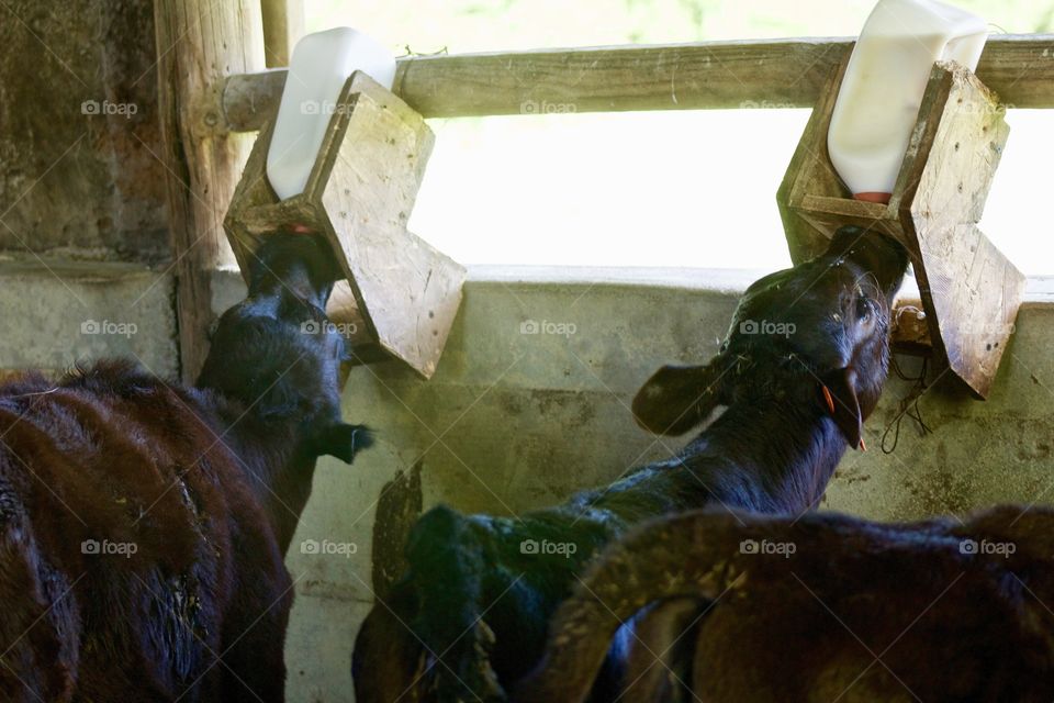 Two little calves drinking from bottles in an open cattle barn