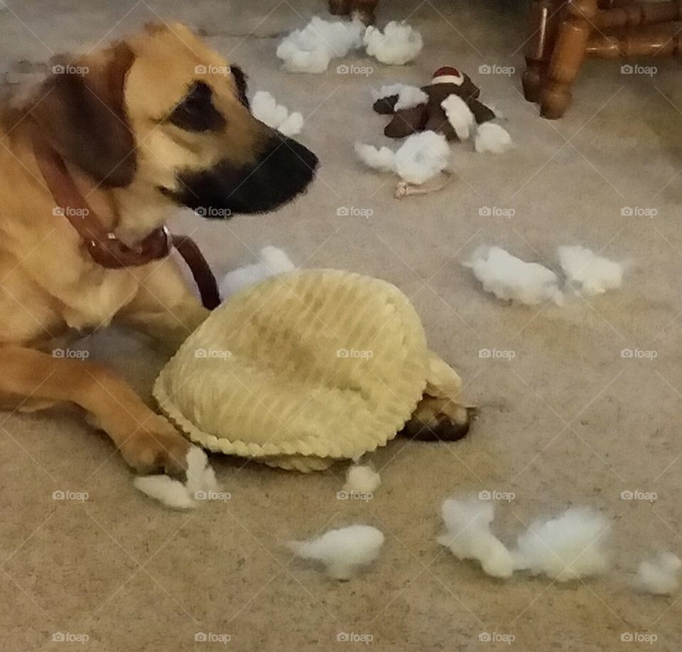 My dog Sasha destroyed her new toy, gutting it.