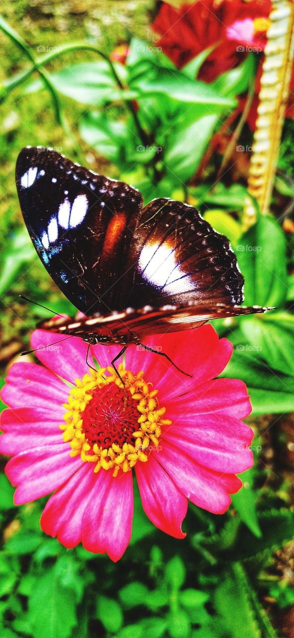 Beautiful butterfly perched on a blooming flower