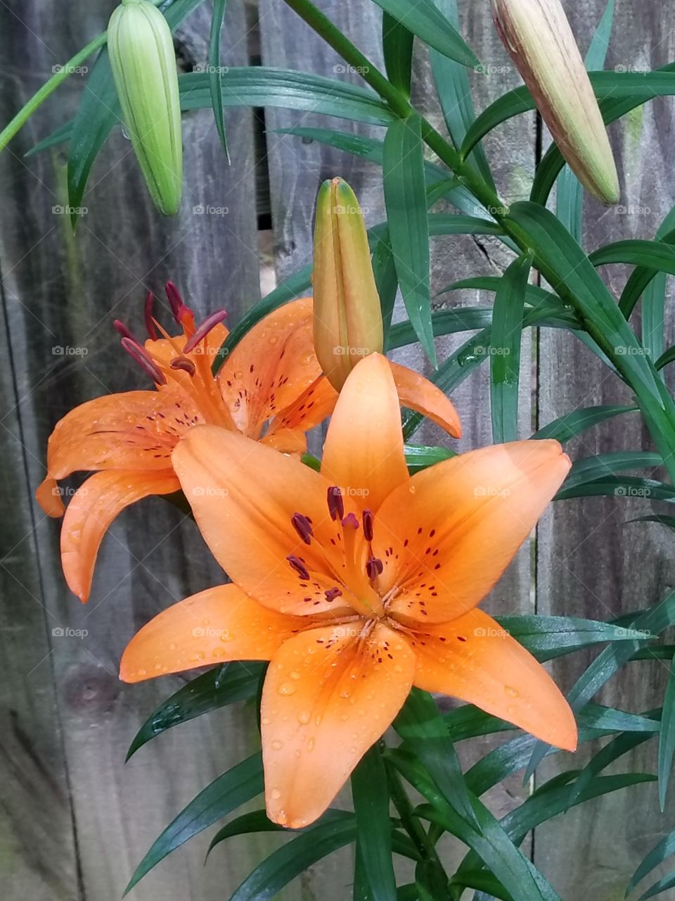 Lilies on wood fence