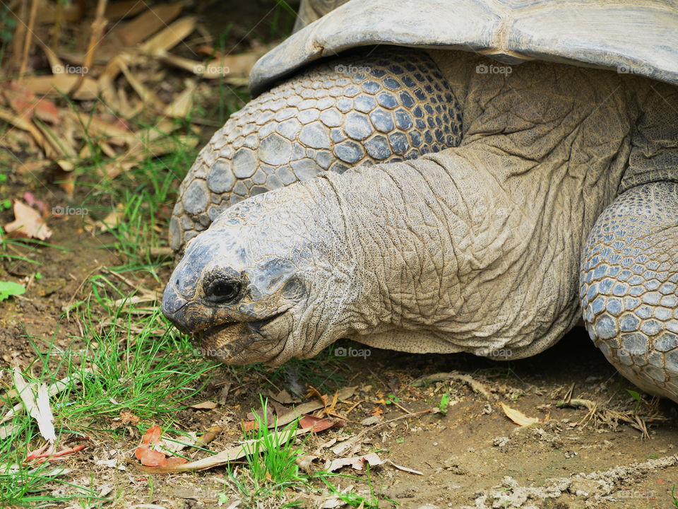 Close-up of a giant tortoise